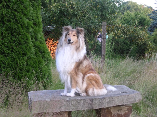 Lassie vom Blendsteinhaus