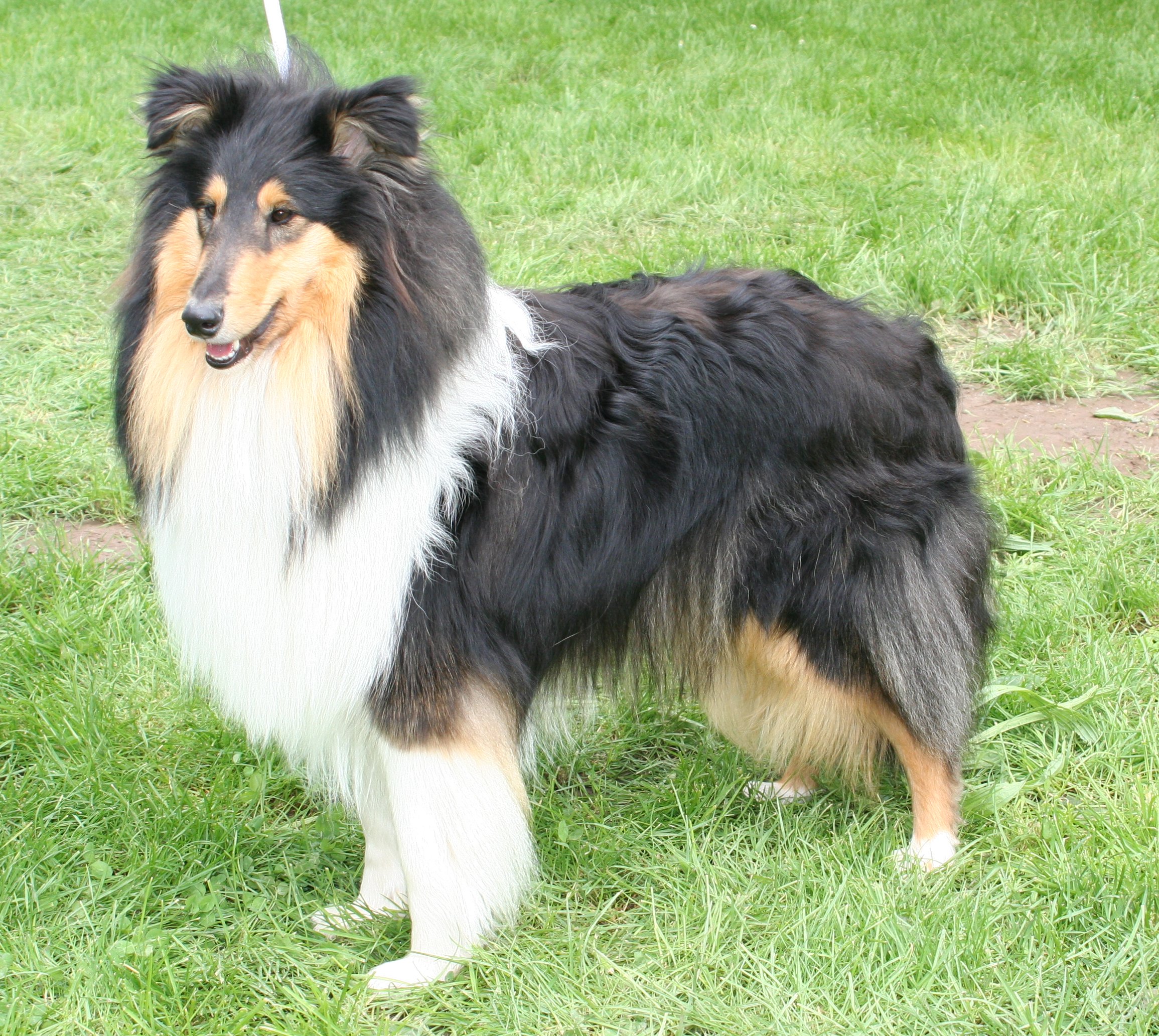 Maja