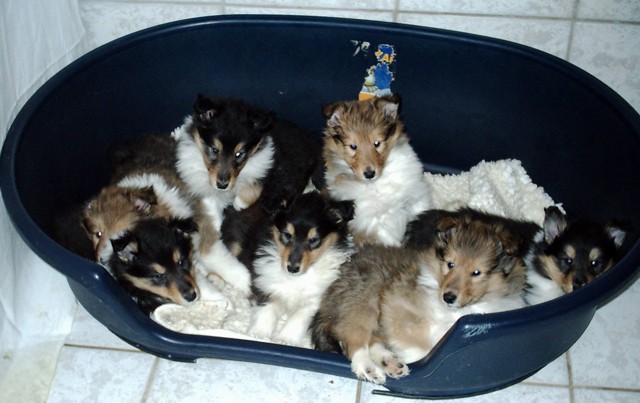 20070227_1295355327_welpe_von_maja_ein_korb_voll_hund_002