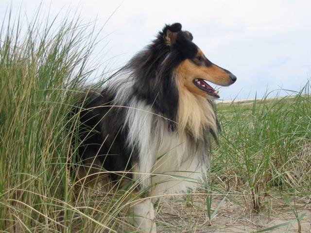 20070227_1566956229_zorro-nemo-im_urlaub