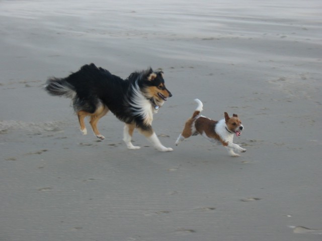20070227_1998927276_zorro-nemo-im_urlaub_2