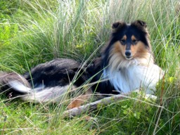 20070227_2013318770_zorro-nemo-im_urlaub_2