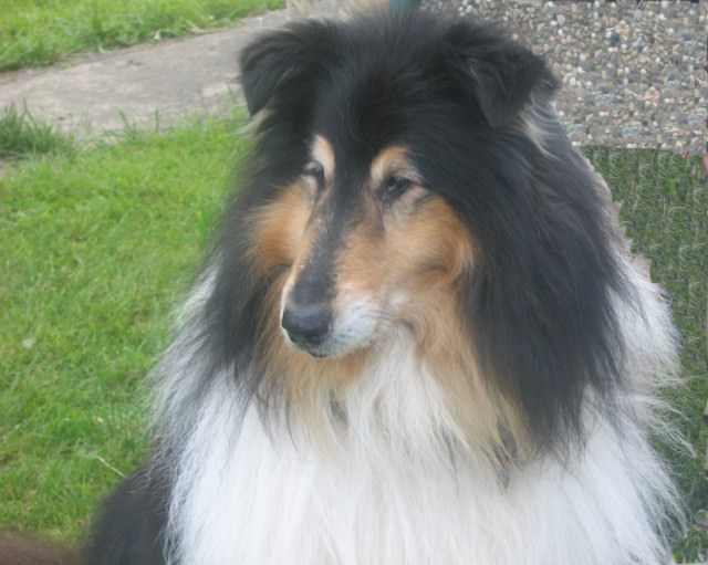 20070619_1254011549_hundetreffen_07_nathan0480