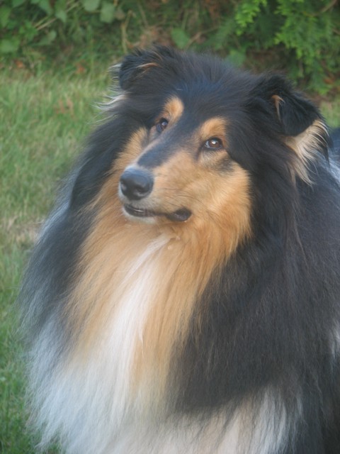20070619_1716519195_hundetreffen_2007_0479