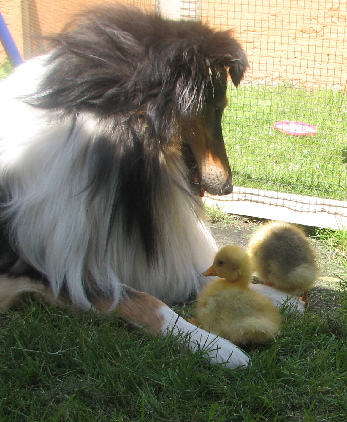Judy mit Gänsen