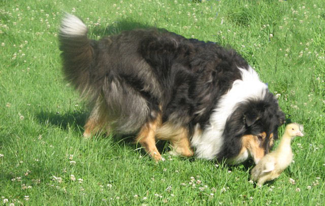 Judy beim Gänse hüten