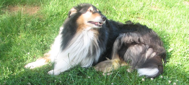 Judy beim Gänse hüten