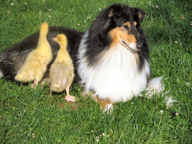 Judy mit Emma und Jako