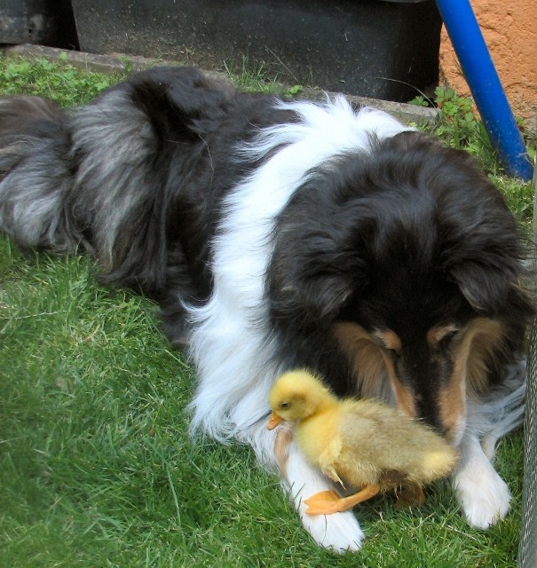 Judy mit Gänsekind