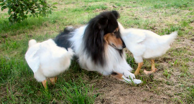 Judy mit Jako und Emma