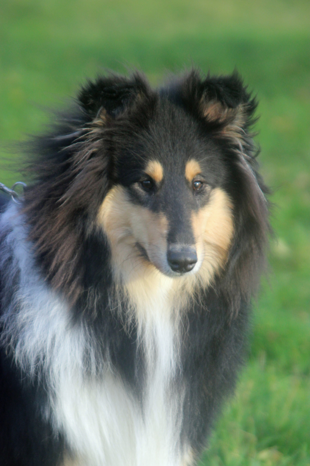 Toffi