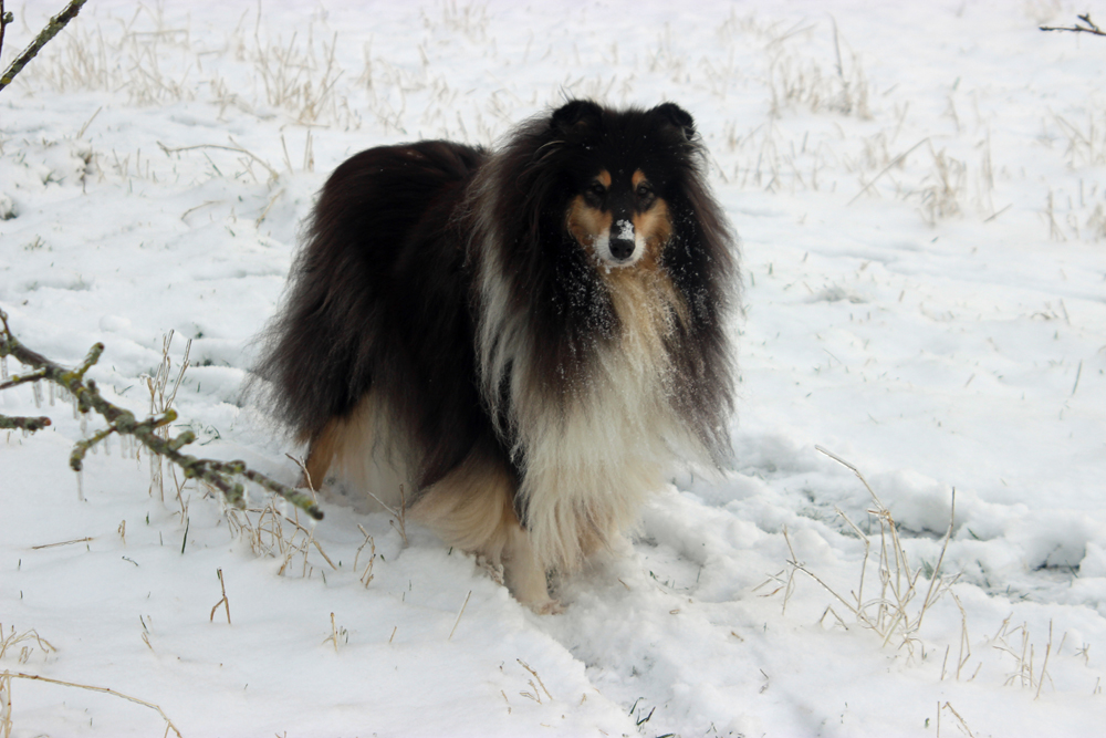 Toffi im Schnee