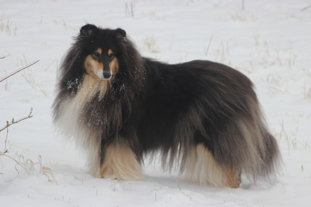 Toffi im Schnee