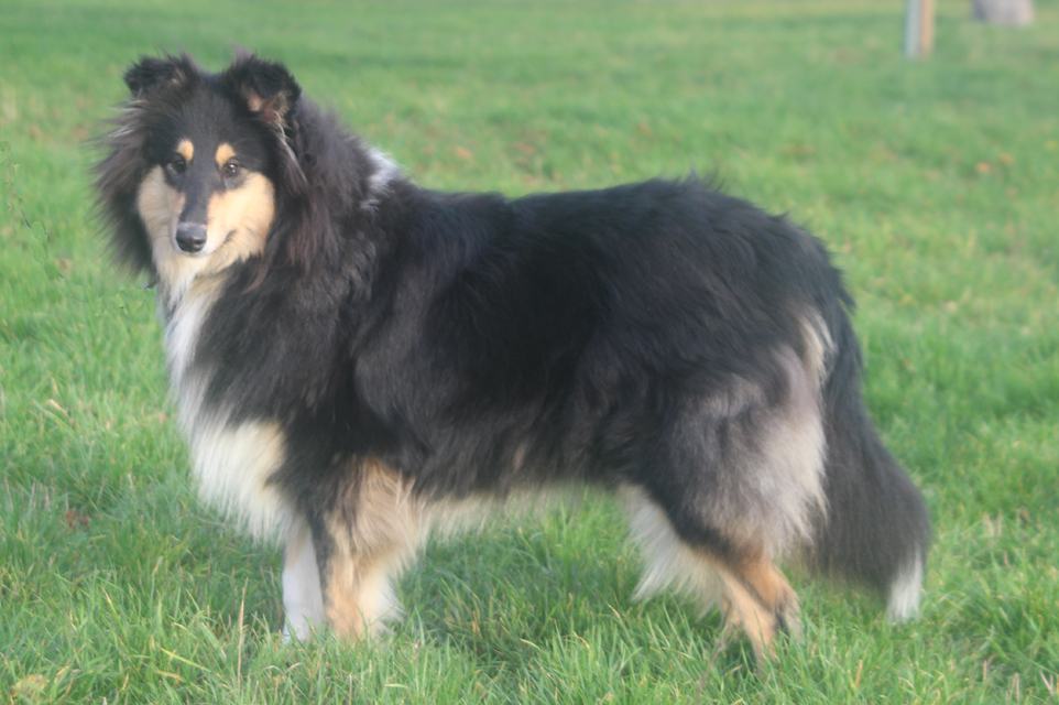 Toffi auf der Wiese