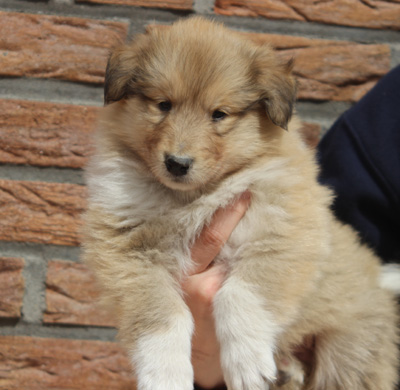 Rocky