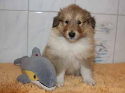 Rocky