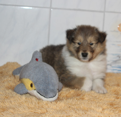 Remy