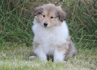 Ronja