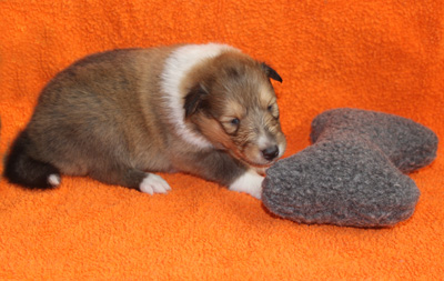 Sindy