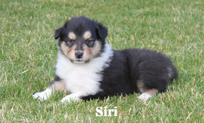 Siri