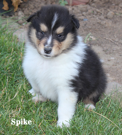 Spike