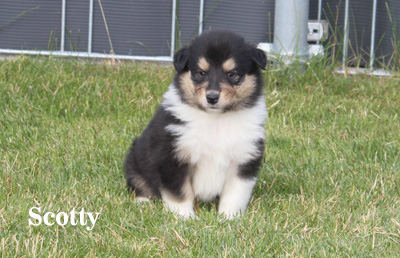 Scotty