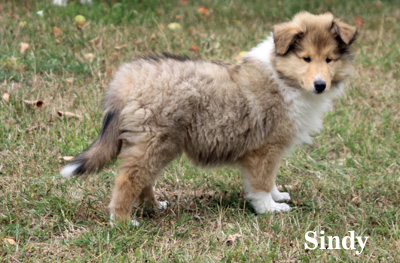 Sindy