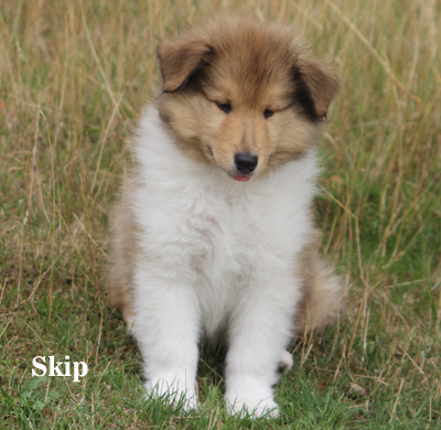 Skip