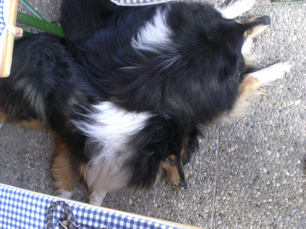 Shadow und Spuckie