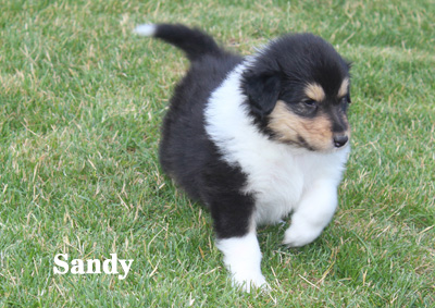 Sandy - 4. Woche